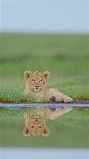 The Most Calming Animal Compilation Ever #relaxing #pets #shorts