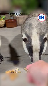 26K views · 325 reactions | I never knew badgers could be this friendly! 說 | Daily Mail Video | Facebook