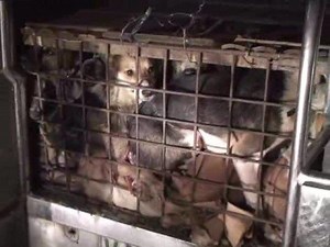 The Philippines' Illegal Dog Meat Trade