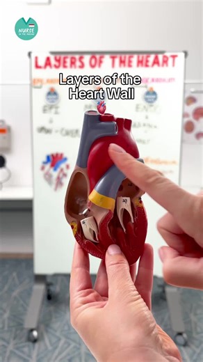 Layers of the Heart Wall🫀 Epicardium 🫀Outmost layer 💦Produces lubricating fluid ⬇️Reduces friction Myocardium 🫀Middle layer 💪Responsible for pumping action Endocardium 🫀Innermost layer 🫀Lines chambers & valves 💦Reduces friction & helps prevent clot formation #Anatomy #Physiology #AnatomyAndPhysiology #NursingSchool #NurseInTheMaking #MedSurg #Epicardium #Myocardium #Endocardium #Cardiovascular