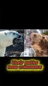 The Hybrid Bear Created by a Warming Arctic