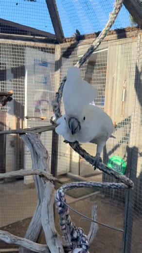 LIL GODD on Instagram: "Song: CHARLIE CHARLIE KIRKY by Randy & Lil Godd"