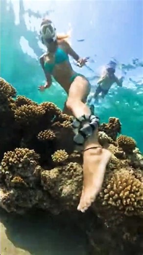 Sea Snake WRAPS Girl's Leg! 😱 Snorkel Buddies Uncoil Rescue Caught Live #shorts #ai