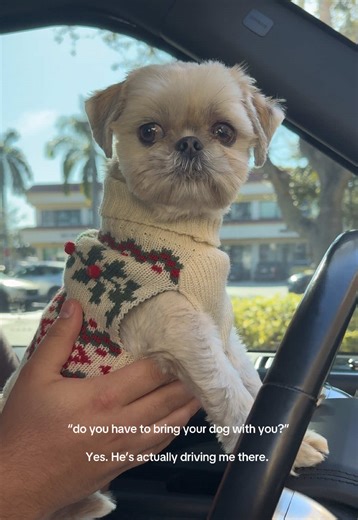 The Ultimate Dog-Owner Bond: Trust and Companionship