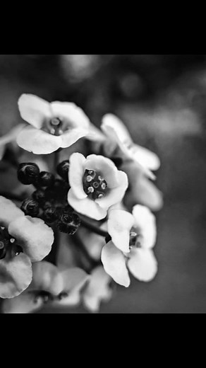 32 comments | #springtime #spring #springflowers #blooming #BloomingBeauty | Tommy Lightfoot Garrett | Facebook