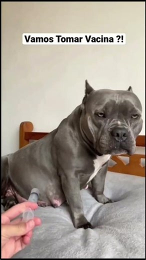 كلب | كلب يعض صاحبو | كلب شرس | dog | الكلب الشرس | كلب بيتبول | الكلب الصغير