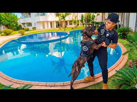 🚨S.O.S O RAMBINHO FUGIU DE CASA ESTÁ DESAPARECIDO