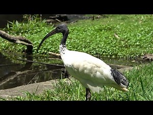 Bin Chicken, the Australian Ibis, Centennial Park, Sydney, Australia