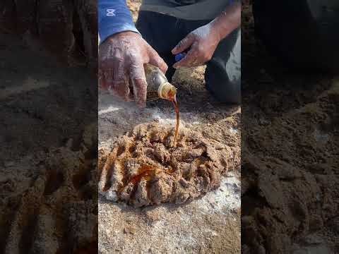 The Sardine Bait SIN: Ultimate Fishing Bait Recipe They Don’t Want You to Use!