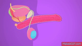 Reproductive System, part 2 - Male Reproductive System: Crash Course A&P 41 on Make a GIF