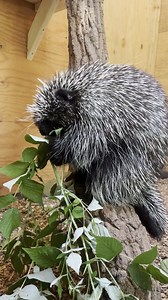 24K views · 775 reactions | North American Porcupine, the second...