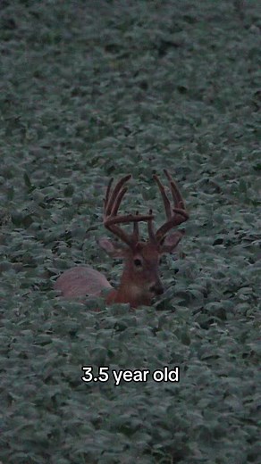 The Growth Stages of a Giant Whitetail Deer