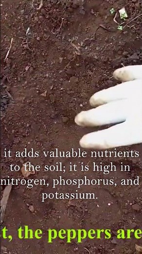 Chicken Manure: Perfect Fertilizer for Your Vegetable Garden (more tips below)
