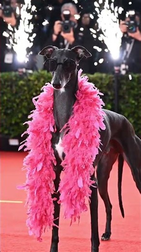 My dog is A MODEL ❤️❤️ #shortvideo #shorts #dogs #model #beautiful #cutephoto #cutepic #cutepicture