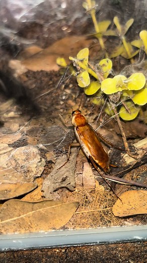 Just minding your own business..... #tarantula #cockroach #fyp #fypシ