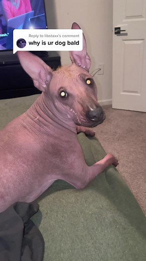 Xoloitzcuintli and Mexican Hairless Dog Meme Compilation