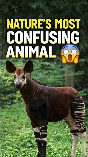Nature's Most Confusing Animal 😲🦒