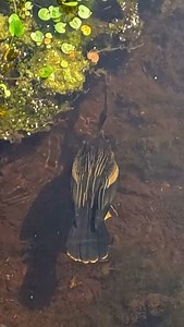As nature observers, we often see the Anhinga, also known as the snake bird, emerging from the water with a fish or perched and drying its wings, but this clip that I captured with my GoPro provides a unique overhead view of it stalking fish. #wildlifephotography #wildlife #birdphotography #anhinga #naturephotography #nature #birding #floridaphotographer #outdoors #birdwatching #gopro | Images By John Delhotal