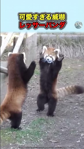 可愛すぎる威嚇【レッサーパンダ】#豆知識 #雑学 #動物