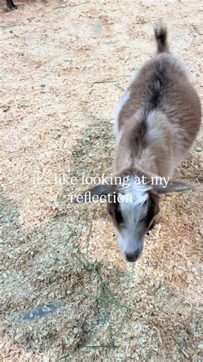 Rodeo Highlights from Houston