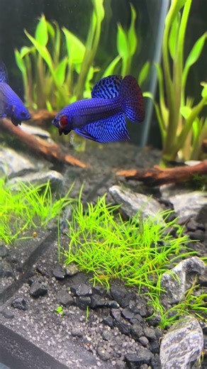Blue Alien Betta. One of my favourites. #aquarium #aquascaping #betta #plantedtank #bettafish
