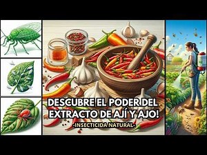 How to make homemade chili and garlic extract: a powerful natural insecticide