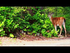 Tam Lin of Carterhaugh - Celtic Music