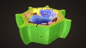 Endoplasmic Reticulum Stock Footage Video (100% Royalty-free) 7183216 | Shutterstock