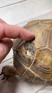 74K views · 10K reactions | Tortoise with HUGE HOLE in her SHELL! 勞 *No captions- turn up sound! | Garden State Tortoise | Facebook