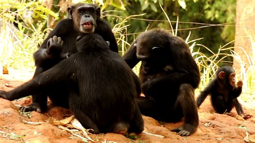 Chimps and Babies Are Very Similar In The Way They Communicate