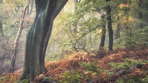 How to Get Ready for Fall Photography