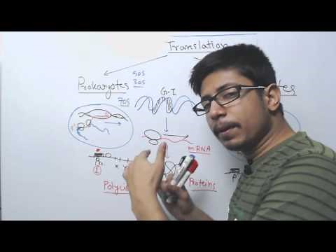Difference between Prokaryotic and Eukaryotic Translation