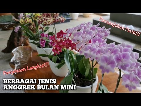 Anggrek Bulan Mini Dengan Berbagai Jenis Warna Yang Berbeda | BUTANI CHANNEL