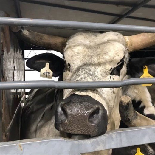 BUCKOUT this SUNDAY!!! Bulls, Bares and Horses at 3pm! BFC Arena is the place to be! | Branded For Christ Ministry