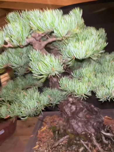 Japanese white pine | Nick Sebesta