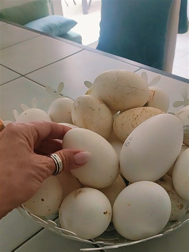 Réponse à @lesgourmandisesdesandri1 j'ai 6 femelles... dont 4 jeunes de 10 mois ... et toutes les femelles pondent !! 😜🍀🙏🥚♥️ Il y a de quoi faire à tout le monde ! 😜♥️ Que ce soit durs, à la coque, œuf mollet, au plat, brouillés... les œufs d'oie ( et les œufs de canne ) sont un vrai délice !!! 😋🤤♥️🥚🥚🙏🍀♥️ #oeuf #tropbon #delices #oie #fyp