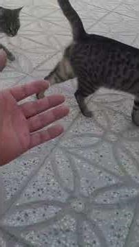 Day 2 – Simba & His Stubborn Crew Still Won’t Let Me Pet Them 😤