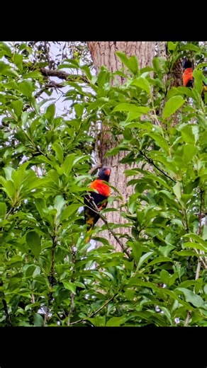 A couple of backyard favourites from the Aussie Bird Count today | Australian Environmental Education