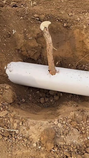 Unique Tree Branch Growth Through PVC Pipe