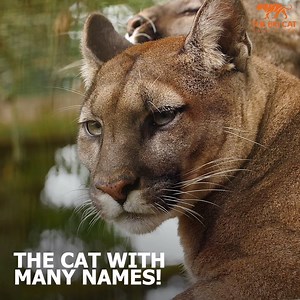 144K views · 22K reactions |  Puma concolor, or should we say: Mountain lion, puma, cougar, panther etc...is known by more names than just about any other mammal!  We have two beautiful puma sisters living together named Viktoria and Valentina. Support us today by adopting these girls! > https://thebigcatsanctuary.org/cats/ | The Big Cat Sanctuary | Facebook