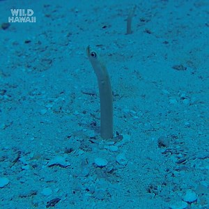 134K views · 2.2K reactions | The homebodies of the ocean. 缾 These garden eels root themselves in the sand so they aren't washed away by the current while chowing down on plankton. #WildHawaii is now streaming on Disney+. | National Geographic | Facebook