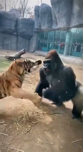 tiger vs gorilla in zoo