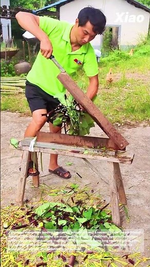 Satisfying Chopping: Watch This Traditional Fodder Cutter in Action