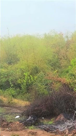 Peaceful Bamboo Forest Scenery | Relaxing Nature View