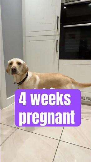 4 weeks pregnant | Guide Dog Mum | Golden Retriever X Labrador #guidedog #dogmum #retriever