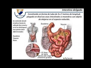 Physiology of the Digestive System