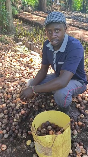 A demontration of seeds you must not plant! 1. Broken seeds. 2.Rotten Seeds. 3.very small seeds.