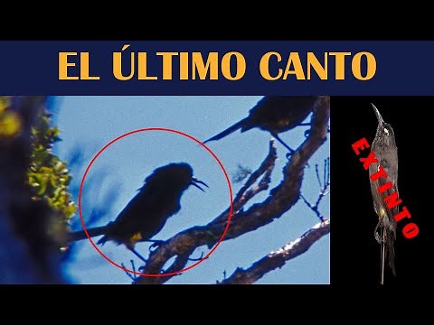 EL ÚLTIMO CANTO DE ESTA AVE EXTINTA - pájaro O'o -