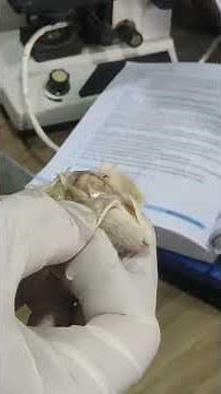 Rat Dissection in Science Lab