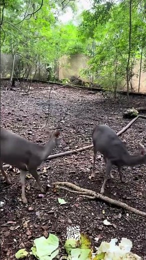 Une journée à Mérida avec Mexique Découverte ☀️ #mexico